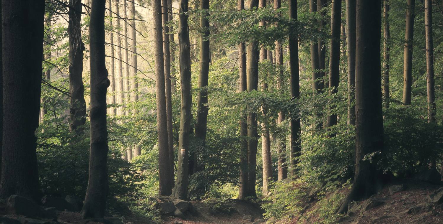 Bosque a contraluz